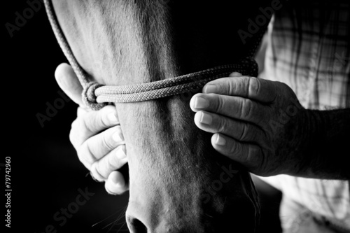 Cuadros en Lienzo Manos de los agricultores sobre la cabeza de caballo