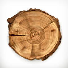 Tree Stump, Round Cut With Annual Rings Vector