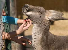 Petting A Kangaroo