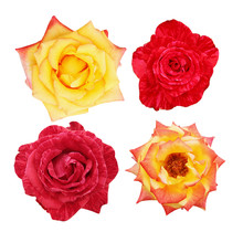 Collage Of Beautiful Roses