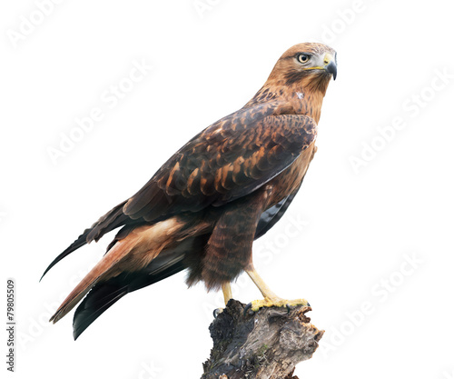 Fotomural Long-legged buzzard on white