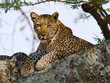 Leopard on the Tree. East Africa. Tanzania. Serengeti National Park. 