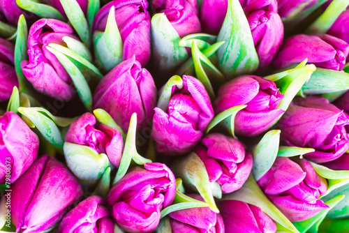 Obraz w ramie Fresh violet tulips
