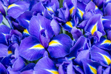 Blue flower irises