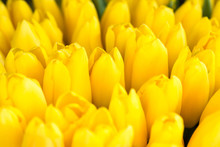 Fresh Yellow Tulips