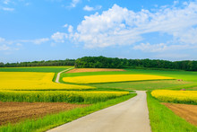 Countryside Road Along Yellow Rapeseed Flower Field, Austria