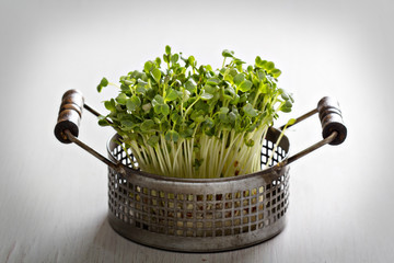 Canvas Print - Bunch of radishes microgreens