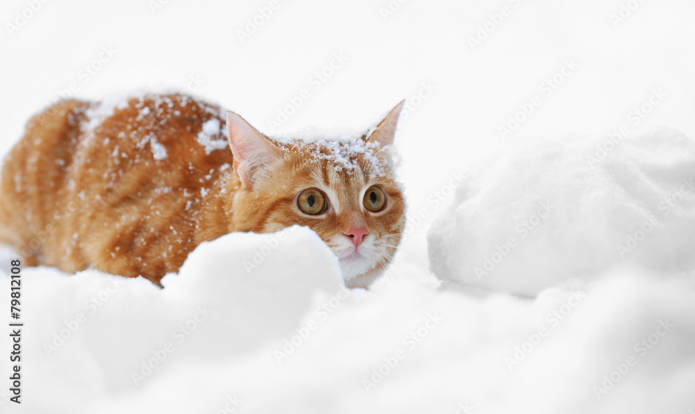 Beautiful ginger cat on snow background