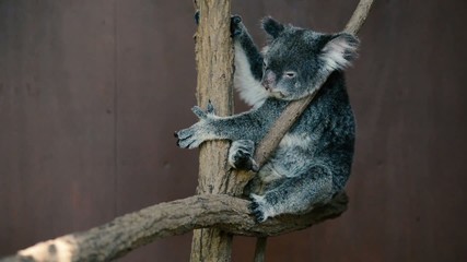 Wall Mural - australian koala outdoors.