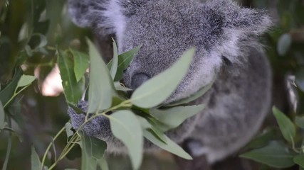 Wall Mural - australian koala outdoors.