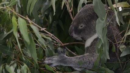 Wall Mural - australian koala outdoors.
