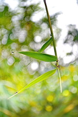 Dew drop on a blade of grass