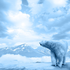 Arctic polar bear, Ursus maritimus