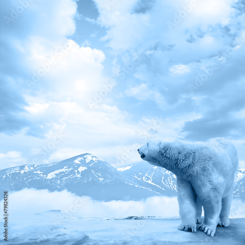 Fotomural Arctic polar bear, Ursus maritimus