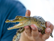Baby Crocodile In Sri Lanka