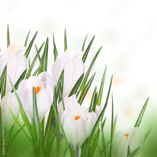 Obraz w ramie Snowdrops and crocuses on snow in a sunny day