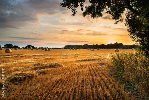 Fotomural Rural landscape image of Summer sunset over field of hay bales