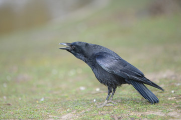 Carrion Crow, Corvus corone