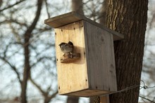 Sparrow Sitting In A Birdhouse