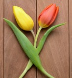 Fototapeta Tulipany - Coppia di tulipani