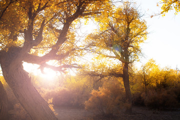 Wall Mural - Poplar trees in autumn season, Ejina, Inner Mongolia, China