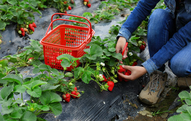 Sticker - young asian woman hands picking strawberry in field