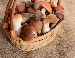 The raw boletus edulis a background