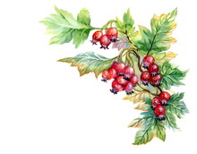 Watercolor Painting Of Hawthorn Branch On White Background