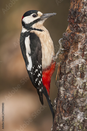 Obraz w ramie Woodpecker (Dendrocopos major) perched on a log