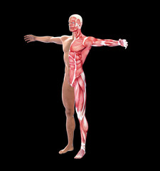 Wall Mural - Human anatomy with visible  muscles