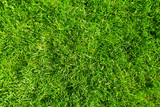 Fototapeta  - Green grass.
