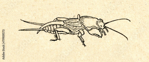 Как нарисовать медведку легко по этапно