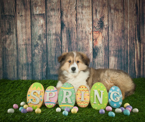 Wall Mural - Easter Collie Puppy