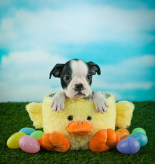 Canvas Print - Easter Boston Terrier Puppy