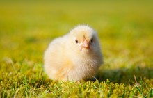 Cute Little Chick On Green Meadow