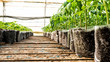 small tomato  plants in a greenhouse for transplanting