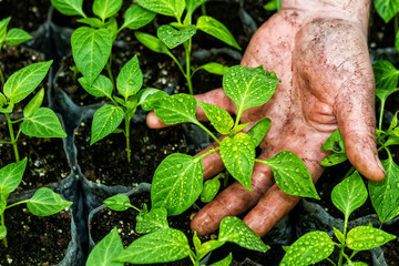 Closeup of the hands of a man who treats small pepper plants in