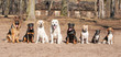 Group of dogs on obedience training