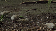 Mourning Doves Feeding