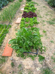 Wall Mural - lettuce and chard