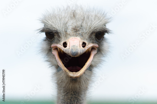 Naklejka na drzwi Big domestic ostrich in the poultry yard