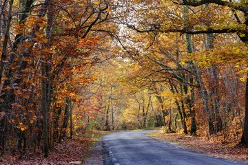 Wall Mural - Vivid fall colors in forest