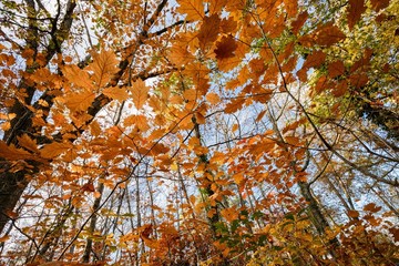 Wall Mural - Oak forest in autumn