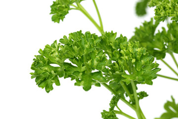 Wall Mural - Chervil Parsley