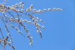 Pussy willow branches with white catkins on blue sky