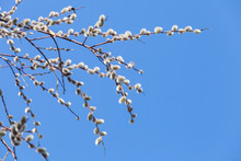 Pussy Willow Branches With White Catkins On Blue Sky