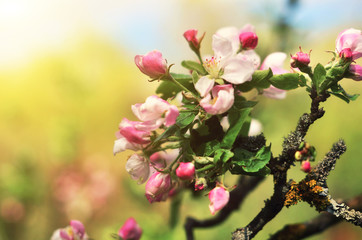 Wall Mural - Beautiful flowering Ukrainian cherry. Background with flowers on