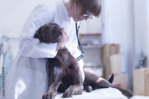 Рак груди у собаки как выглядит Veterinary examining dog фотография Stock Adobe Stock