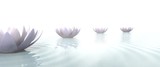 Fototapeta Desenie - Zen lotus flowers draw a path on the water