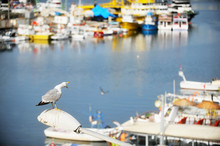 Seagull In A Harbor